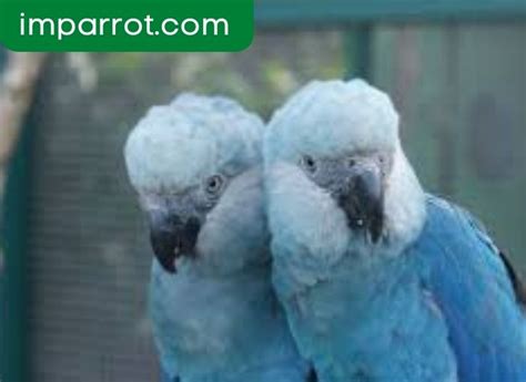 Spix’s Macaw ( Ultimate Guide) - imparrot