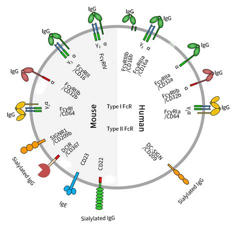 CD Antigens as Fc Receptors | Sino Biological