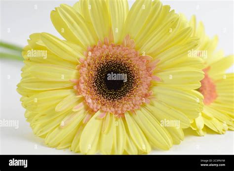 Yellow gerber daisies on a white background Stock Photo - Alamy