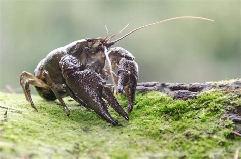 White-clawed crayfish bred at Paignton Zoo | Discover Animals