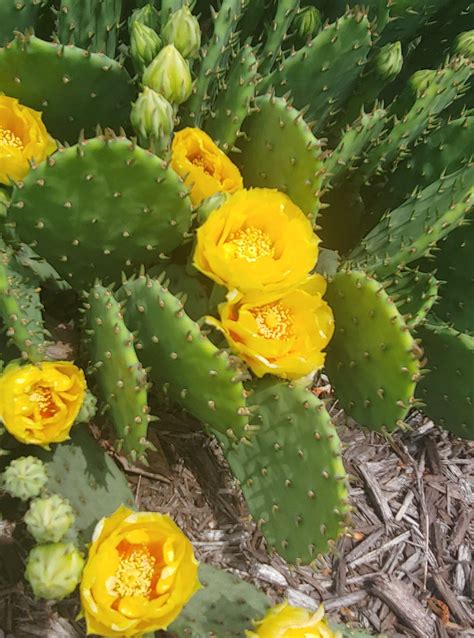 Perennial of the Week - Prickly Pear Cactus | BYGL