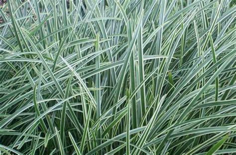 Carex 'Ice Dance' (Japanese Sedge)