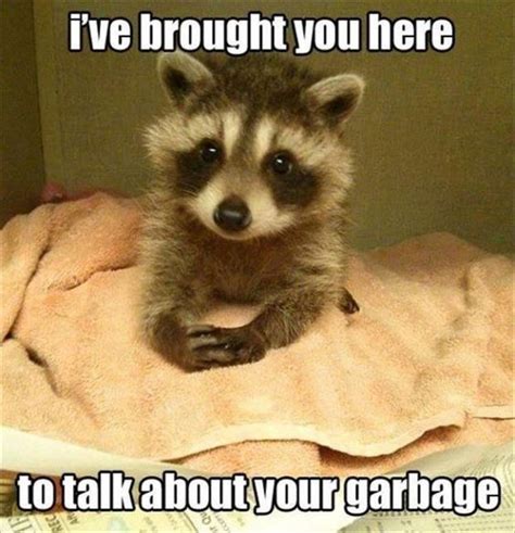 Dumpster Diving Good Raccoon Memes | Funny animal jokes, Funny animal memes, Funny animals with ...