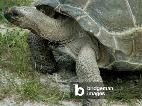 Image of Seychelles giant turtle/Aldabra giant turtle/Geochelone gigantea/Testudo gigantea ...