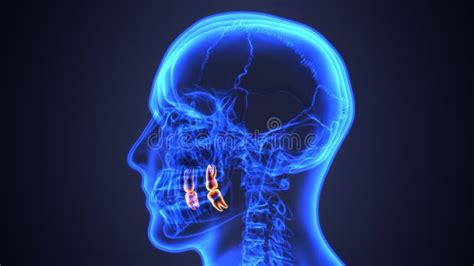 Skeleton and Teeth Anatomy. Medical Accurate 3D Illustration Stock Illustration - Illustration ...