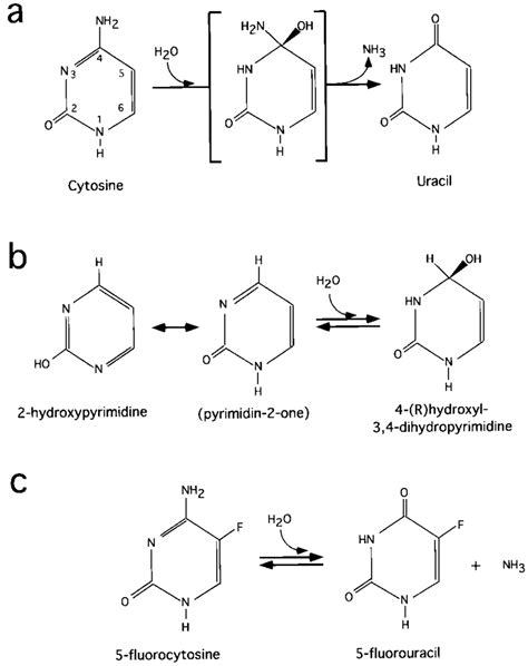 (a) Cytosine deaminase catalyzes conversion of cytosine to uracil and ...