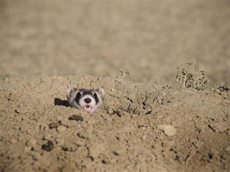 Black-footed Ferret | Species | WWF