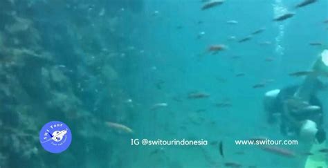 10 Spot Diving di Mandeh, Tempat Terbaik Menyelam Scuba di Pulau Mandeh, Padang, Sumatera Barat ...