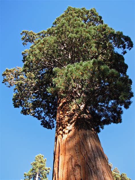 Free photo: Giant Redwood in Sequoia National Park - Big, Bspo06, Forest - Free Download - Jooinn