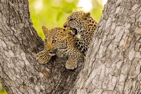 A horizontal photograph of two Leopard cubs playing in a tree, Sabi Sands Game Reserve, South ...