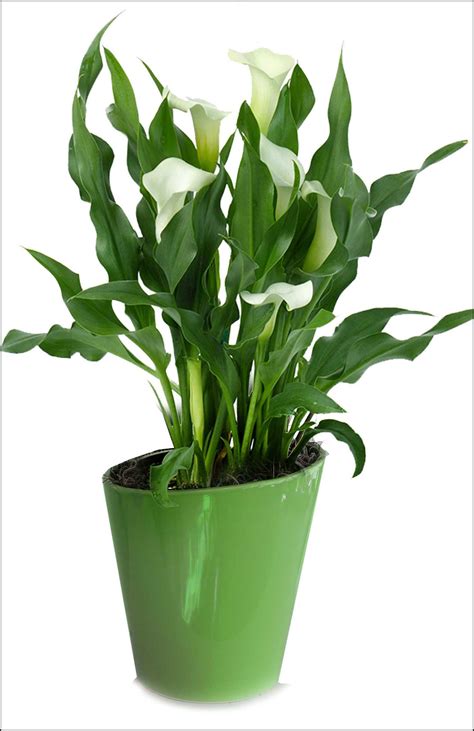 Calla Lily Care Indoors | The Garden