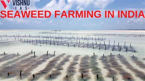 SEAWEED FARMING IN INDIA - Best UPSC Coaching Centre in Hyderabad