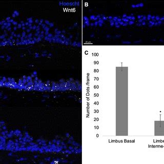 RNAscope fluorescence in situ hybridization assay. RNAscope assay... | Download Scientific Diagram