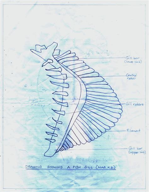 Labelled Diagram Of Fish Gill