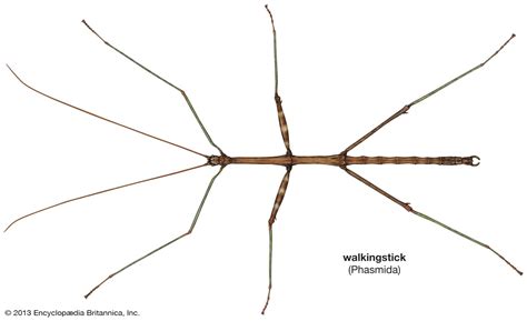 Walking stick | Description, Species, Size, Camouflage, Defense, Mimicry, & Facts | Britannica