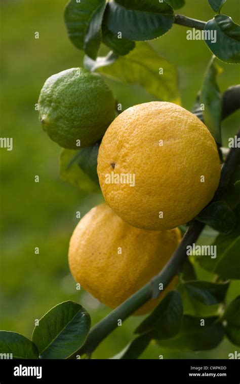 Citrus bergamia, Bergamot, Citrus Stock Photo - Alamy