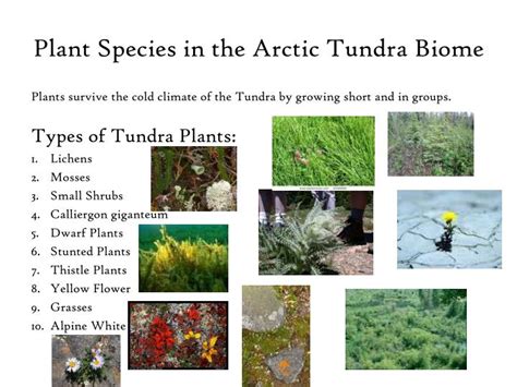 PPT - Arctic Tundra Biome PowerPoint Presentation - ID:3093208