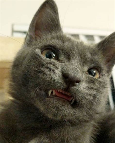 Kitty has a permanent creepy smile and you'll love it (Gallery)