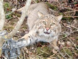 Cuomo to Expand Bobcat Hunting