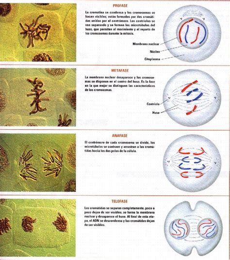 Mitosis - Biología 4º ESO