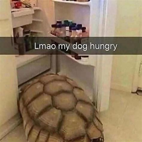 Lmao My Dog Hungry Meme