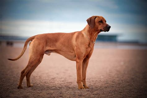 Rhodesian Ridgeback Dog Breed info, stats (Photos & Videos)