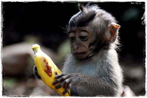 Ubud | Indonesia :: Monkey Forest - Manali + Terry