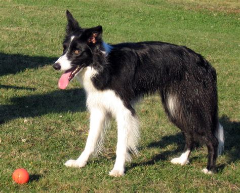 File:Female border collie.jpg - Wikipedia