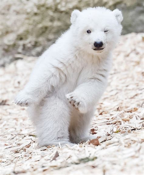 Cute Polar Bear Wallpapers - Top Free Cute Polar Bear Backgrounds - WallpaperAccess