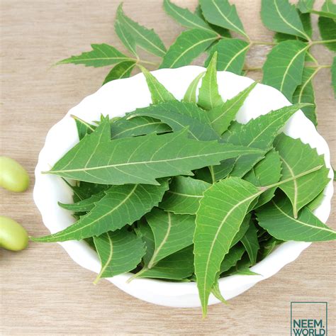 Neem Leaves: The Many Uses of This Ayurvedic Wonder