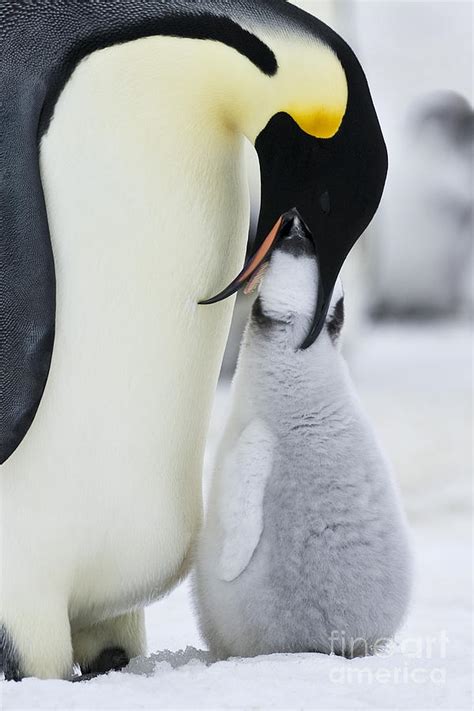 Emperor Penguin Feeding Chick Photograph by Jean-Louis Klein & Marie-Luce Hubert - Pixels