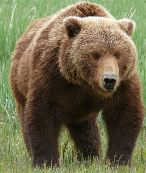 Grizzly bears are omnivores; this implies their nourishment incorporate ...