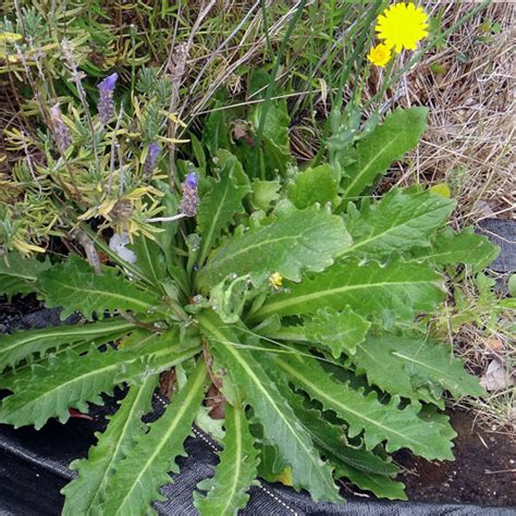 Catsear Flower Aspects And Its Uses - Veggies Info | Veggies Info