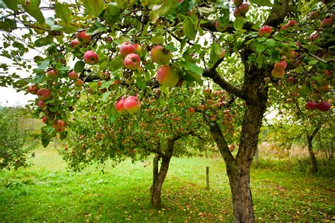 A brief history on the Woodsmall Apple Orchard | Cindy Woodsmall