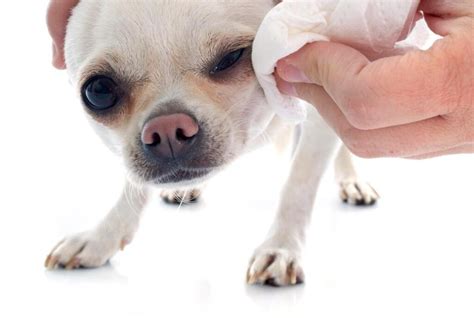 Smelly Dog? Here are some Hygiene Tips- Aloropi Vet Center