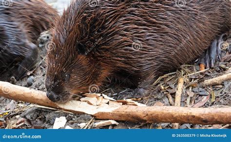 Beaver Eating on Wood, Isolated and Selective Focus Stock Image - Image of mammal, eating: 263500379