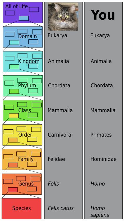 Carl Linnaeus Classification System | Current Smart Quiz