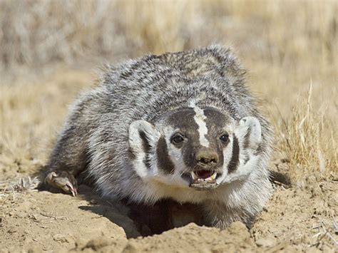 American Badger - Profile | Traits | Facts | Skull | Habitat | Angry - Mammal Age