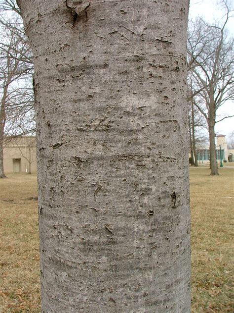 Red Maple bark | Flickr - Photo Sharing!