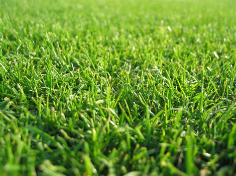 Green Grass Wallpaper - WallpaperSafari