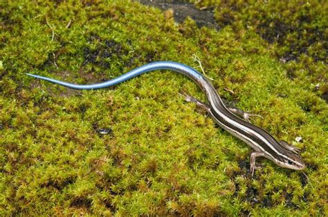 6 Popular Pet Skink Species: Types You Can Keep at Home