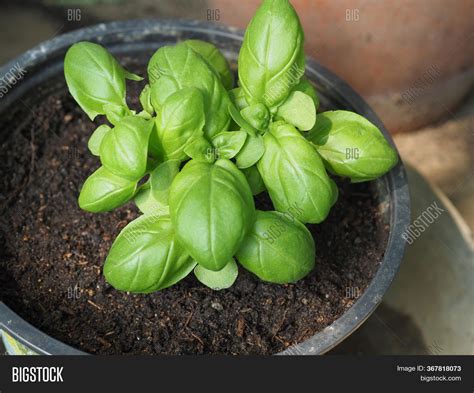 Basil (basilicum) Image & Photo (Free Trial) | Bigstock