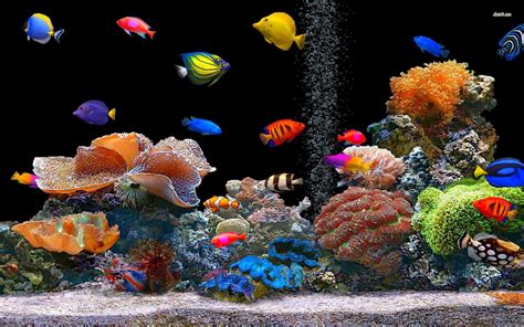 🔥 Download Tropical Fish School Desktop Animal X Oscar by @ericb28 | Moving Fish Wallpapers for ...