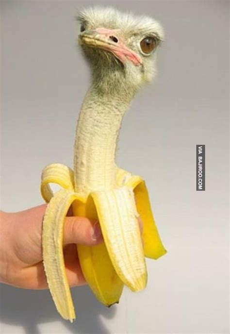 Photoshopped funny animals (20 Photos) | Photoshopped animals, Animal ...