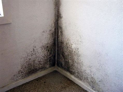 Quiet Corner:How to Remove Mould and Mildew from Walls - Quiet Corner