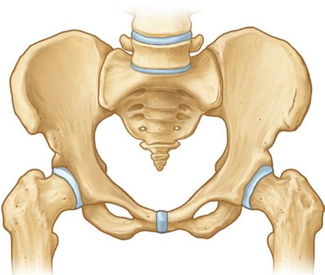 Pelvic Bone Anatomy Quiz