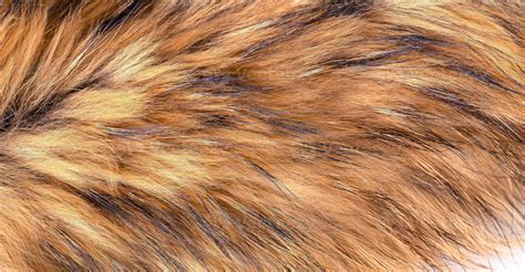 Polar Fox fur as texture or background 16863477 Stock Photo at Vecteezy