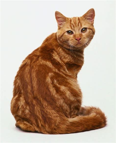 Tabby Cat Breeds Short Hair - Pets Lovers