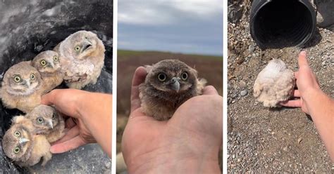 Wildlife Photographer Releases Baby Burrowing Owls Into New Pipe Home