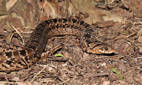 Meet 10 Snakes Of The Congo River - A-Z Animals